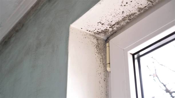 Best Same-Day Mold Removal  in Squirrel Mountain Valley, CA