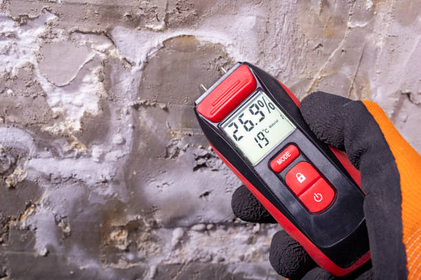 Best Mold Damage Repair  in Squirrel Mountain Valley, CA