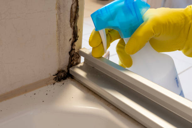 Best Local Mold Removal Service  in Squirrel Mountain Valley, CA