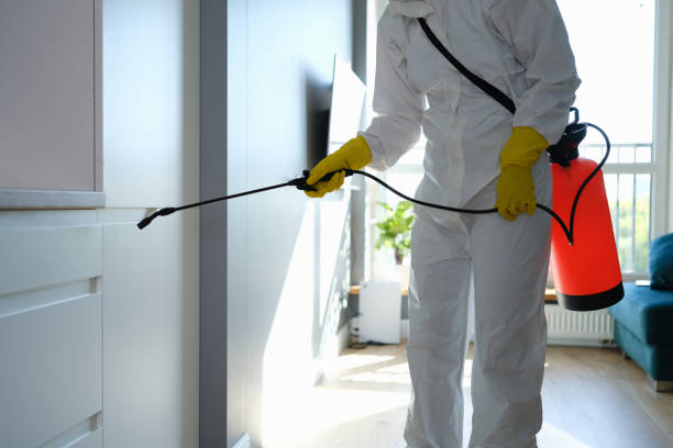 Mold Removal Process in Squirrel Mountain Valley, CA