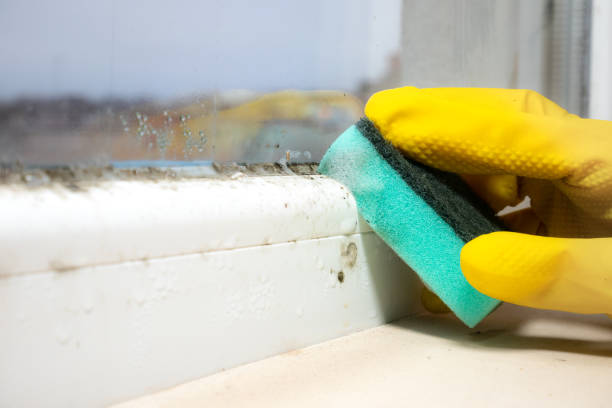 Best Office Mold Removal Services  in Squirrel Mountain Valley, CA