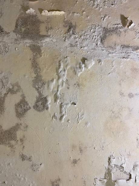 Best Professional Mold Removal  in Squirrel Mountain Valley, CA