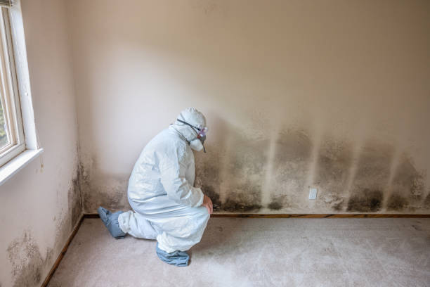 Reliable Squirrel Mountain Valley, CA Mold Removal Solutions