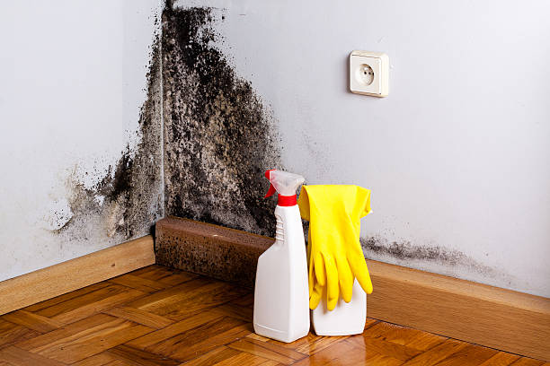 Best Commercial Mold Removal  in Squirrel Mountain Valley, CA