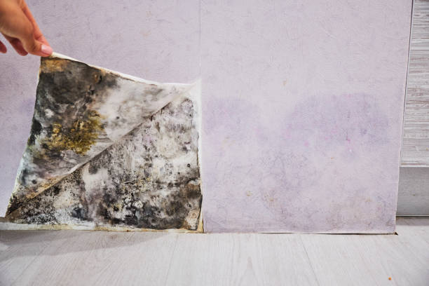 Best Toxic Mold Removal  in Squirrel Mountain Valley, CA